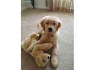 Golden Retriever Puppy for sale in New Philadelphia, OH, USA