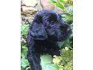 Portuguese Water Dog Puppy for sale in Landenberg, PA, USA