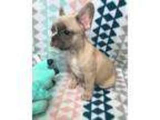 French Bulldog Puppy for sale in Fayetteville, NC, USA