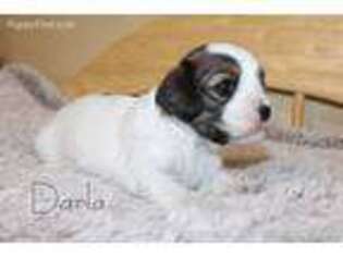 Cavachon Puppy for sale in Hardy, VA, USA