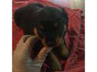 Rottweiler Puppy for sale in Vallejo, CA, USA