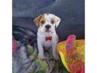 Bulldog Puppy for sale in Waynesboro, PA, USA