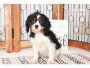 Cavachon Puppy for sale in Fort Myers, FL, USA