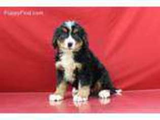 Bernese Mountain Dog Puppy for sale in Spotsylvania, VA, USA