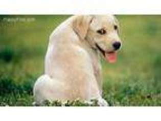 Labrador Retriever Puppy for sale in Fairfax, VA, USA