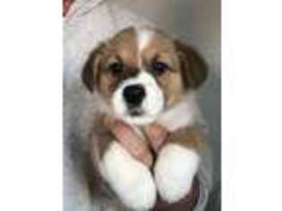 Pembroke Welsh Corgi Puppy for sale in Mount Pleasant, MI, USA