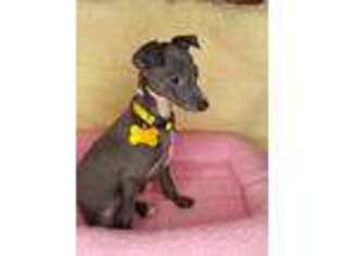 Italian Greyhound Puppy for sale in Newberry, IN, USA