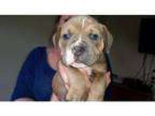 Bulldog Puppy for sale in Cleethorpes, Lincolnshire (England), United Kingdom