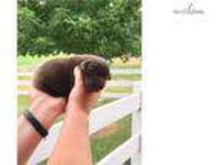Labrador Retriever Puppy for sale in Lafayette, IN, USA