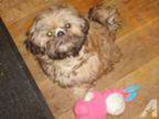 Mutt Puppy for sale in RUPERT, ID, USA