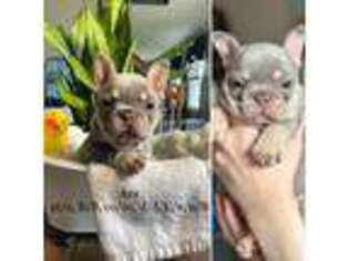 French Bulldog Puppy for sale in Acushnet, MA, USA