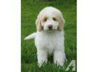Labradoodle Puppy for sale in HASTINGS, MI, USA