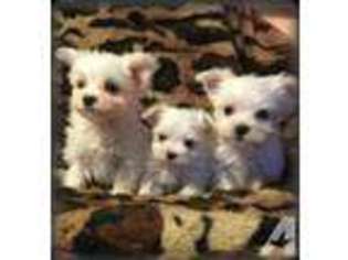 Maltese Puppy for sale in AUSTIN, MN, USA