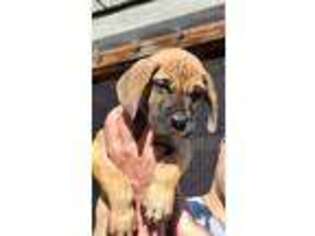 Great Dane Puppy for sale in North Plains, OR, USA