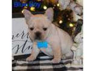 French Bulldog Puppy for sale in Madill, OK, USA