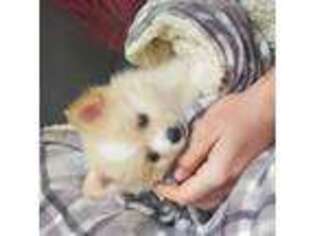 Pomeranian Puppy for sale in Lucasville, OH, USA