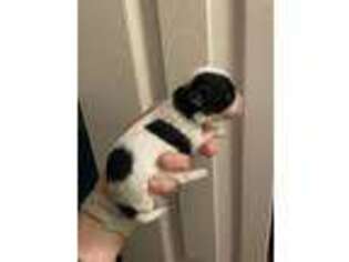 Havanese Puppy for sale in Mechanicsburg, PA, USA