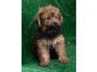 Shih-Poo Puppy for sale in Fort Lauderdale, FL, USA