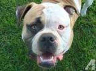 American Bulldog Puppy for sale in SAINT REGIS FALLS, NY, USA