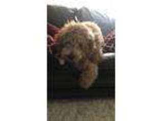 Goldendoodle Puppy for sale in Wyoming, MI, USA