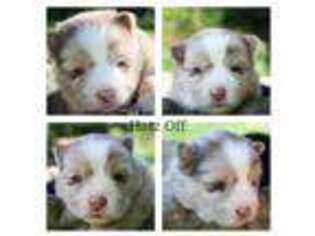 Mutt Puppy for sale in Redkey, IN, USA