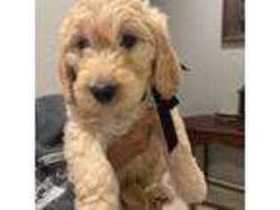 Mutt Puppy for sale in Acton, CA, USA