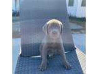 Labrador Retriever Puppy for sale in Burgaw, NC, USA