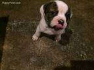 American Bulldog Puppy for sale in Benton, ME, USA