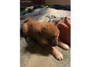 Shiba Inu Puppy for sale in New Auburn, WI, USA