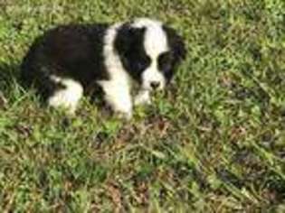 Miniature Australian Shepherd Puppy for sale in Rutledge, AL, USA