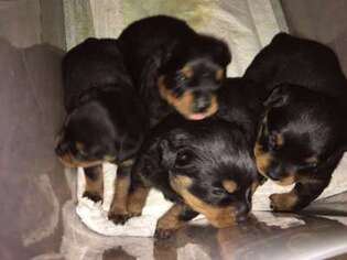 Rottweiler Puppy for sale in Spring, TX, USA