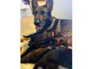 German Shepherd Dog Puppy for sale in STRATFORD, CT, USA