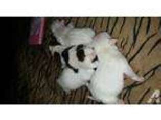 Jack Russell Terrier Puppy for sale in ADVANCE, NC, USA
