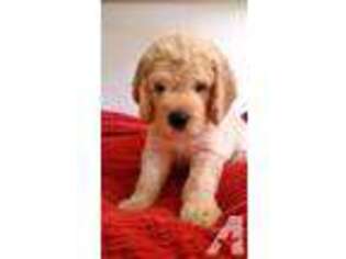 Labradoodle Puppy for sale in COOL, CA, USA