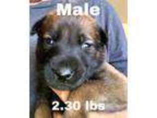 Belgian Malinois Puppy for sale in Prescott Valley, AZ, USA