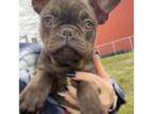 French Bulldog Puppy for sale in Fillmore, IL, USA
