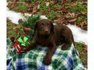 Labradoodle Puppy for sale in New Providence, PA, USA