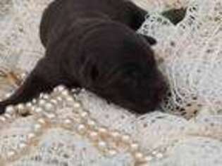 Labrador Retriever Puppy for sale in Rocky Mount, VA, USA