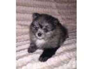 Pomeranian Puppy for sale in BELLEVUE, WA, USA