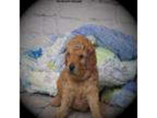 Goldendoodle Puppy for sale in Allen, TX, USA