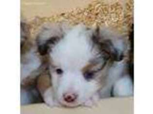 Miniature Australian Shepherd Puppy for sale in West, TX, USA