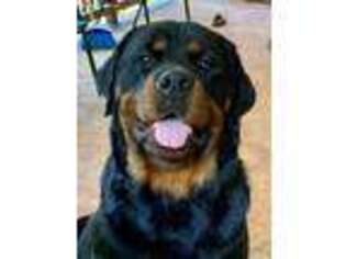 Rottweiler Puppy for sale in Taylorsville, NC, USA