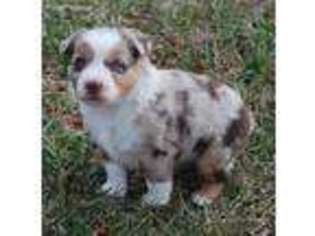 Australian Shepherd Puppy for sale in Topeka, KS, USA