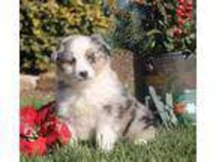 Australian Shepherd Puppy for sale in Drumore, PA, USA