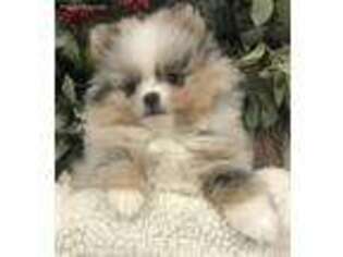 Pomeranian Puppy for sale in Stephens City, VA, USA