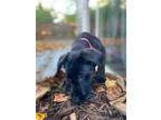 Labradoodle Puppy for sale in Rockville, MD, USA