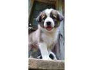 Border Collie Puppy for sale in Nolensville, TN, USA