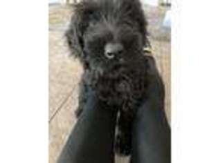 Schnoodle (Standard) Puppy for sale in Boulder City, NV, USA