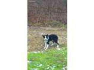 Border Collie Puppy for sale in Spraggs, PA, USA
