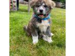 Akita Puppy for sale in Marysville, WA, USA